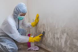 Trusted Norwood, NY Mold Removal Experts